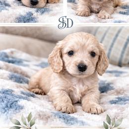 Dachshund Puppies from Sugarfoot Dachshunds