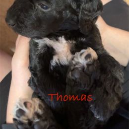 Goldendoodle Puppies from AZ Stickerdoodles