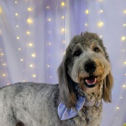 Kiwi - Goldendoodle