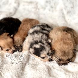 Pomeranian and Pomsky Puppies from Designer Pomeranians