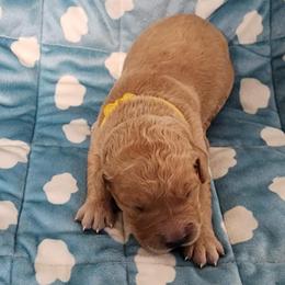 Girl 1 - female Golden Retriever puppy in Saginaw, Michigan from Precious Kennel Retrievers