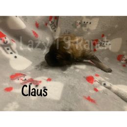 Boy 2 - Aussiedoodle puppy in Tonopah, Arizona from Lazy T9 Ranch