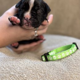 Lime green - Brindle Boxer puppy in Mooresboro, North Carolina from Echo Hollow Boxers