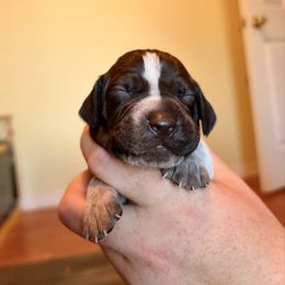 Neon Green - Liver and white female German Shorthaired Pointer puppy in Ash Flat, Arkansas from SmokePoint GSPs