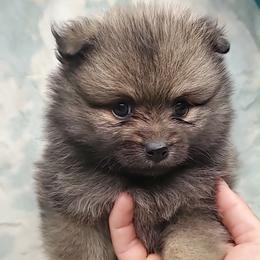 Boy 1 - Orange sable male Pomeranian puppy in Tulsa County, Oklahoma from CP Kennels