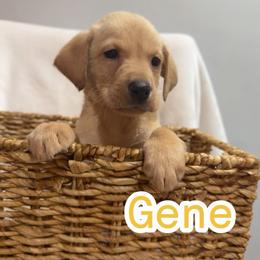 Gene - Yellow male Labrador Retriever puppy in Lucasville, Ohio from Backwoods Labradors