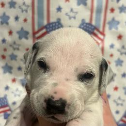 Butterfinger - White and black female Dalmatian puppy in Austin, Texas from Dazzling Dalz