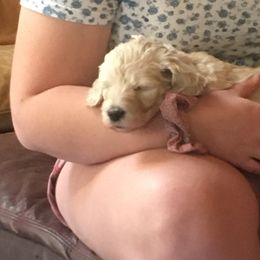 Goldendoodle Puppies from Island Doodles of Maine