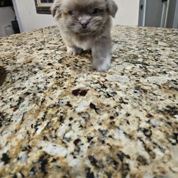 Shih Tzu and Vizsla Puppies from Kevin Hastings