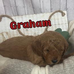 Graham (Red Collar) - Red male Cavapoo puppy in Austin, Texas from Lucy Lou’s Cavapoos