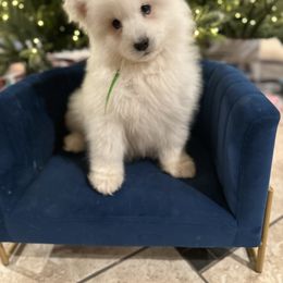 Green - White male Samoyed puppy in Paulden, Arizona from Carefree Samoyeds & Deserthills Labradors