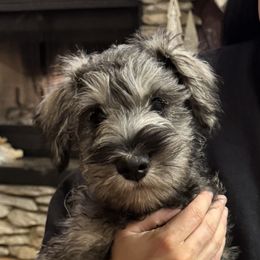 Oakley - Black and silver male Miniature Schnauzer puppy in Akeley, Minnesota from Great Northern Schnauzers