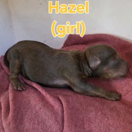 Hazel - Sable female Poodle puppy in Taylors, South Carolina from Sosebees toy & mini poodles
