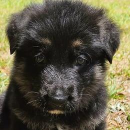 Black Collar Puppy 4 - Black and red male German Shepherd puppy in Central Florida, Florida from Vom Furstenhund