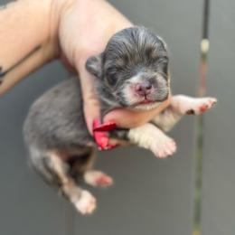 Dior - Blue female Pembroke Welsh Corgi puppy in East Oakdale, California from Rhettro Kennels