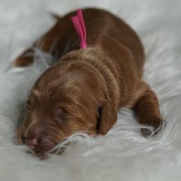 Teeter - Red female Australian Labradoodle puppy in Fontana, California from Glory Labradoodle’s