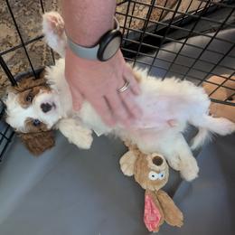 Cavapoo Puppies from Crystal Coast Cavapoodles