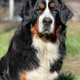 Opel - Bernese Mountain Dog