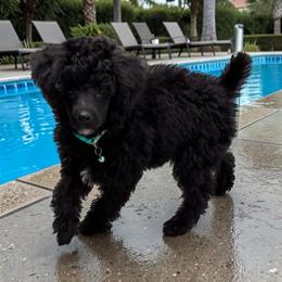 Truffles - Black male Poodle puppy in Gainesville, Florida from Pet Inn Xxweetdoodles