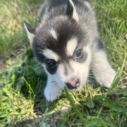 Pomsky Puppies from Creeden Prairie Pomsky’s