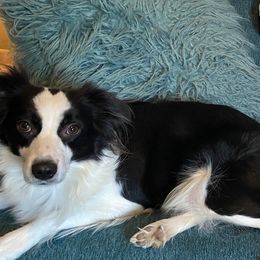 Miniature Australian Shepherds from Holloway Farms