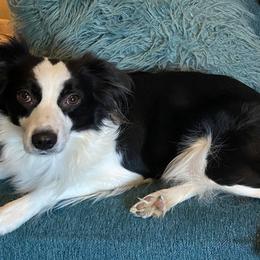 Miniature Australian Shepherds from Holloway Farms