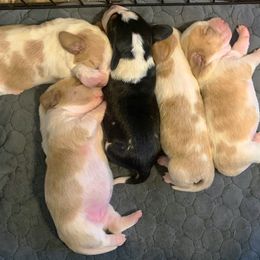 Basset Hound Puppies from Triple B’s Bassets