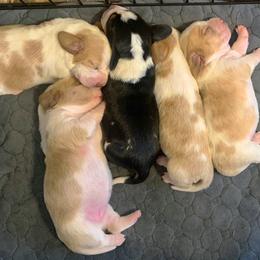 Basset Hound Puppies from Triple B’s Bassets