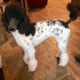 Chihuahua and Poodle Puppies from October Glory Standard Poodles