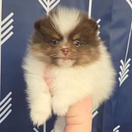 Teddy - Chocolate parti male Pomeranian puppy in Creswell, North Carolina from Grace's Poms🐾💕