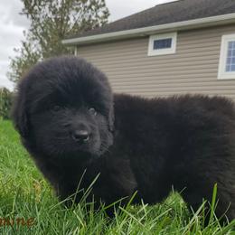 Jasmine - Black female Newfoundland puppy in Winfield, Pennsylvania from Najuananlo Newfoundlands