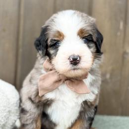 Rafe - Blue merle male Bernedoodle puppy in Bellville, Ohio from Bernedoodle Buddies