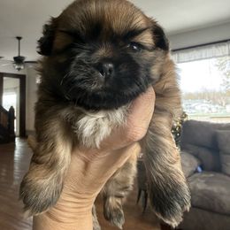 Wybie - Red male Shih Tzu puppy in Connersville, Indiana from Anna’s Farmhouse Shihtzus