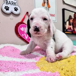 Pip - Black brown and white female Basset Hound puppy in Pilot Mtn, North Carolina from Lowdown Love Basset Hounds
