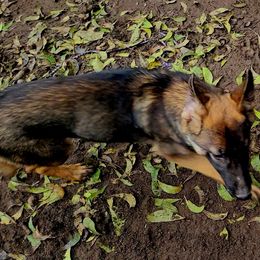 Breezy - Sable German Shepherd puppy in Springtown, Texas from Odom's German Shepherds