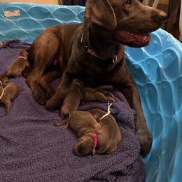 Black - Charcoal male Dilute Retriever puppy in Marion, Illinois from Summer Lovin’ Labradors of Southern Illinois