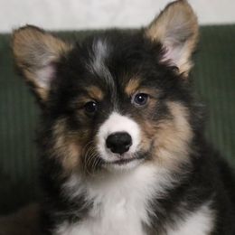 Acorn (Fluffy) - Black and tan male Pembroke Welsh Corgi puppy in Fayetteville, Arkansas from Intergalactic Corgis