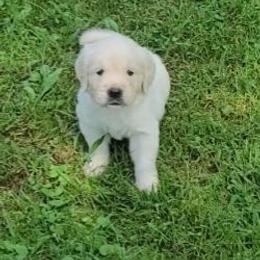 Mr. Orange - Light golden male Golden Retriever puppy in Campton, Kentucky from ElkRidge Goldens