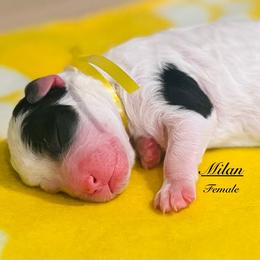 Pick Number 1 - Black and white female Sheepadoodle puppy in Spokane, Washington from Downriver Doodles