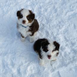 Aussiedoodle and Australian Shepherd Puppies from SS Australian Shepherds