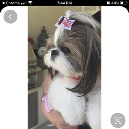 Shih Tzu Puppies from Willow Lane Shih Tzus