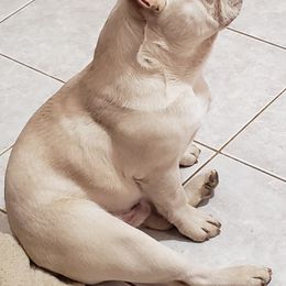 French Bulldog and Shih Tzu All Grown Up from Lynne's Frenchie Tzu