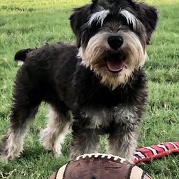 Miniature Schnauzer puppies from RNH Schnauzers