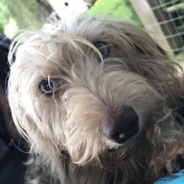 Hary - Dachshund