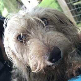 Hary - Dachshund