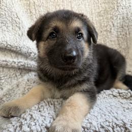 Female2 - Black and cream female German Shepherd puppy in Lebanon County, Pennsylvania from Regalimage