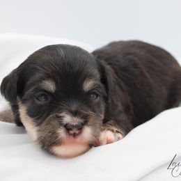 Hermione - Black and tan female Havapoo puppy in Hendersonville, North Carolina from Grayfinn House