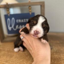 Maple - Brown and white female Bernedoodle puppy in Waco, Texas from Blessings Pups Doodles