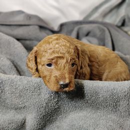 Cherry: OFA and CHIC parents - Red  female Poodle puppy in Westfield, North Carolina from Legacy Pets