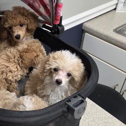 Poodles from Yates Family Farm